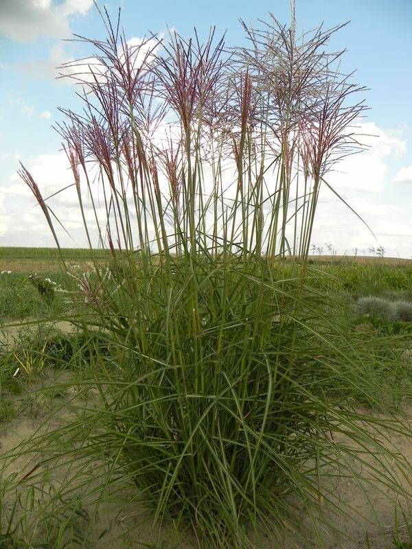 Miscanthus sinensis ‘Roter Pfeil’
