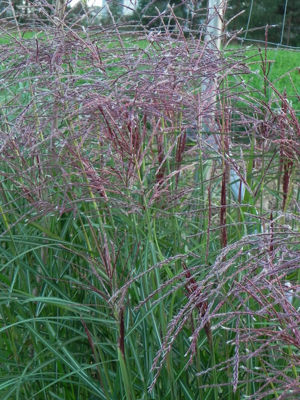 Miscanthus sinensis ‘Roter Pfeil’