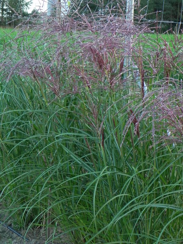 Miscanthus sinensis ‘Roter Pfeil’