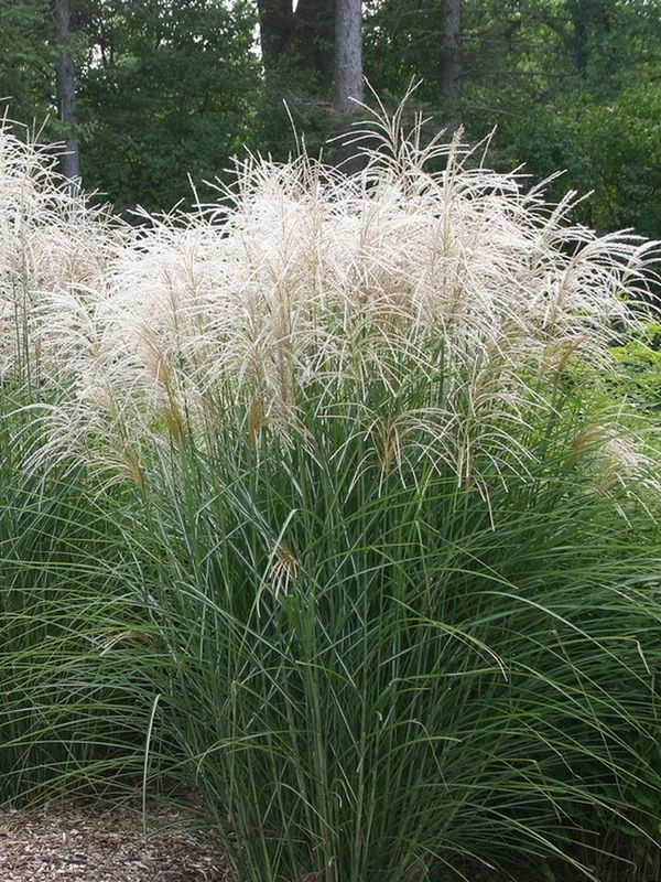 Miscanthus sinensis ‘Graziella’