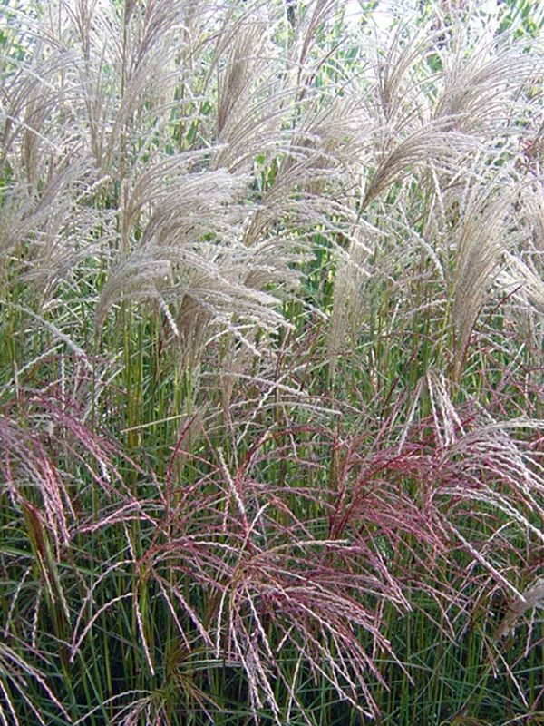 Miscanthus sinensis ‘Große Fontäne’