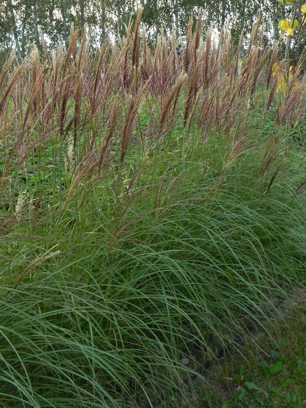 Miscanthus sinensis ‘Kleine Silberspinne’