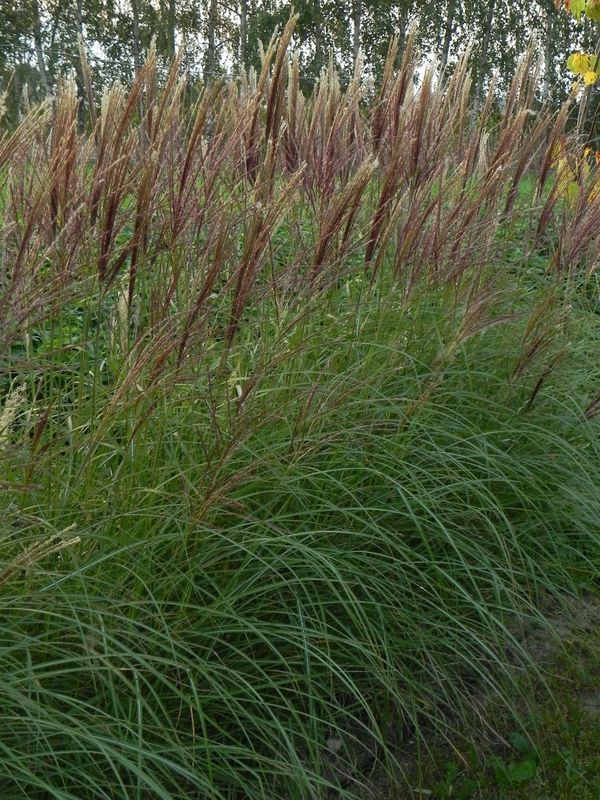 Miscanthus sinensis ‘Kleine Silberspinne’