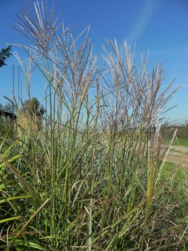 Miscanthus sinensis ‘Kleine Silberspinne’