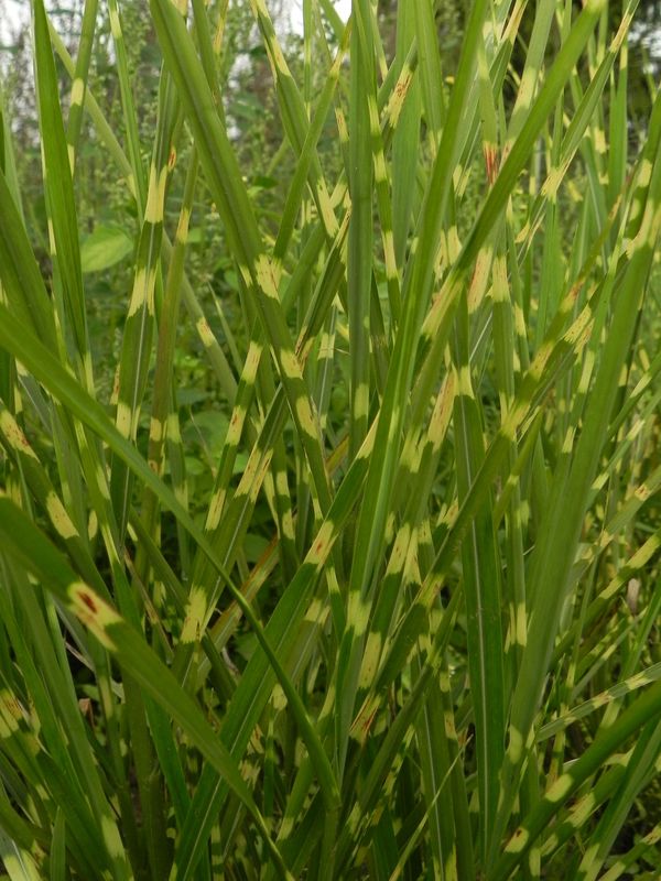 Miscanthus sinensis ‘Strictus’