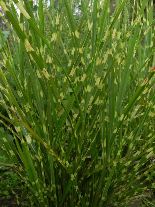 Miscanthus sinensis ‘Strictus’