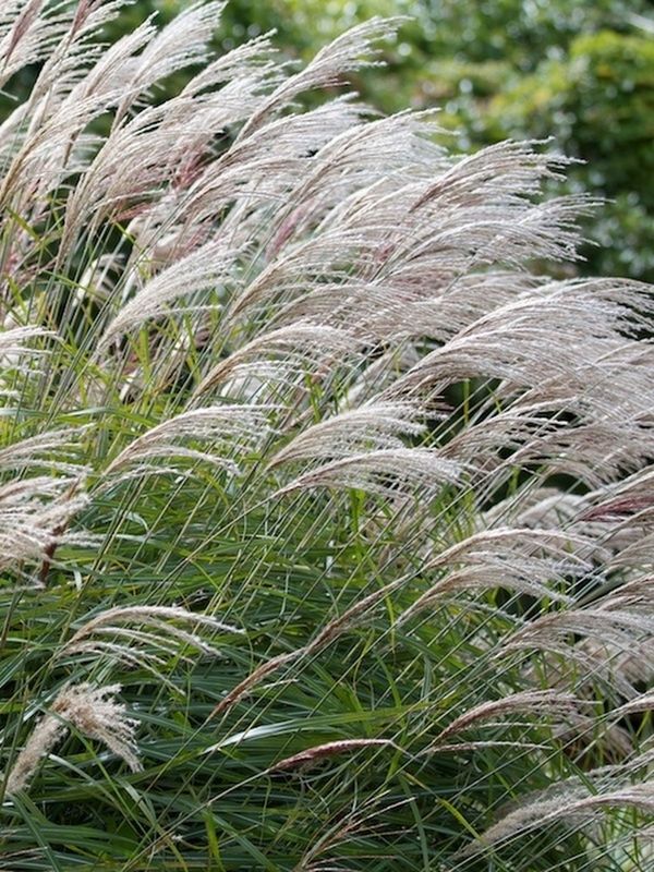 Miscanthus sinensis ‘Yakushima Dwarf’