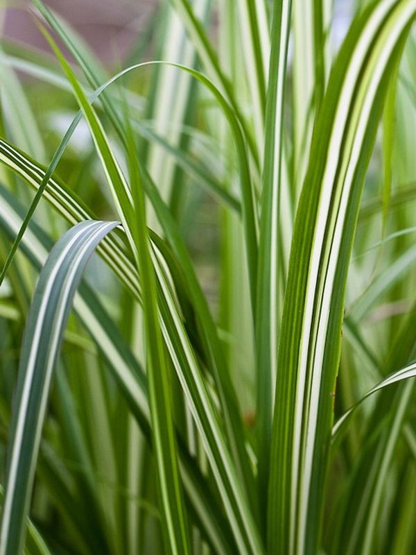 Miscanthus sinensis ‘Cabaret’