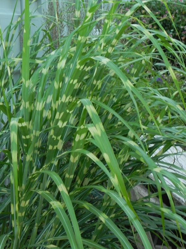 Miscanthus sinensis ‘Zebrinus’