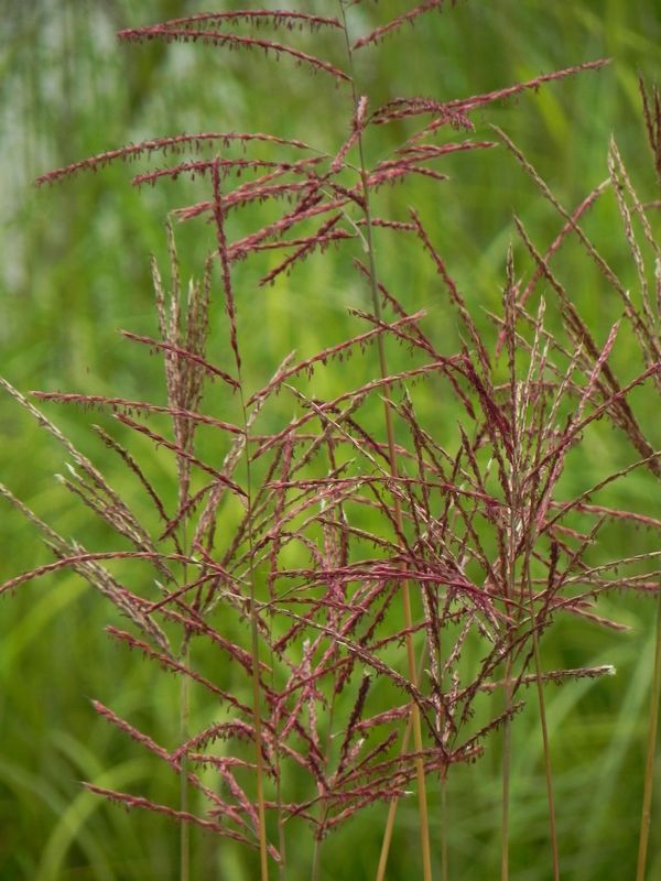 Miscanthus sinensis ‘Ferner Osten’