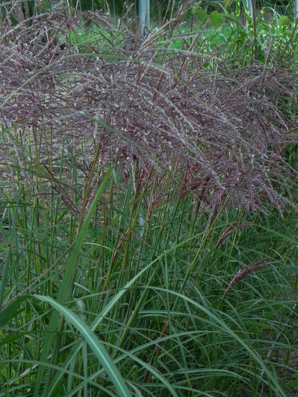 Miscanthus sinensis ‘Ferner Osten’