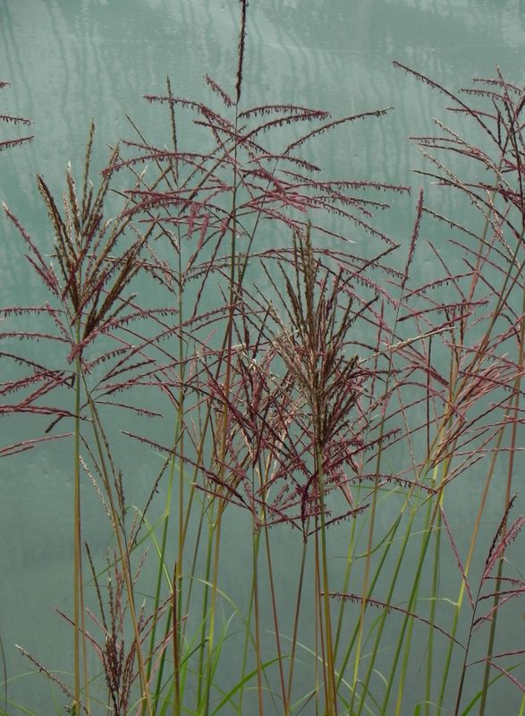 Miscanthus sinensis ‘Ferner Osten’