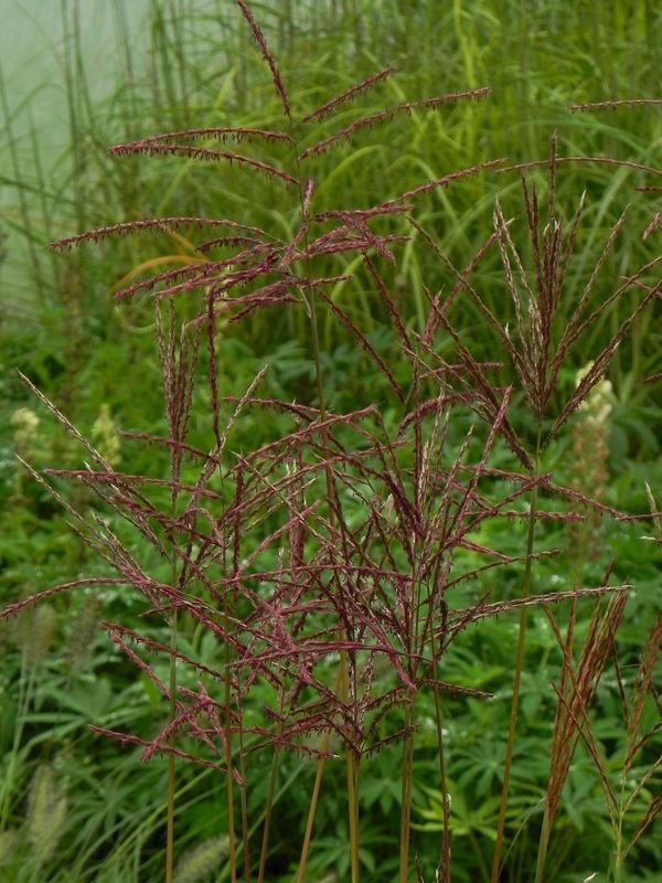 Miscanthus sinensis ‘Ferner Osten’