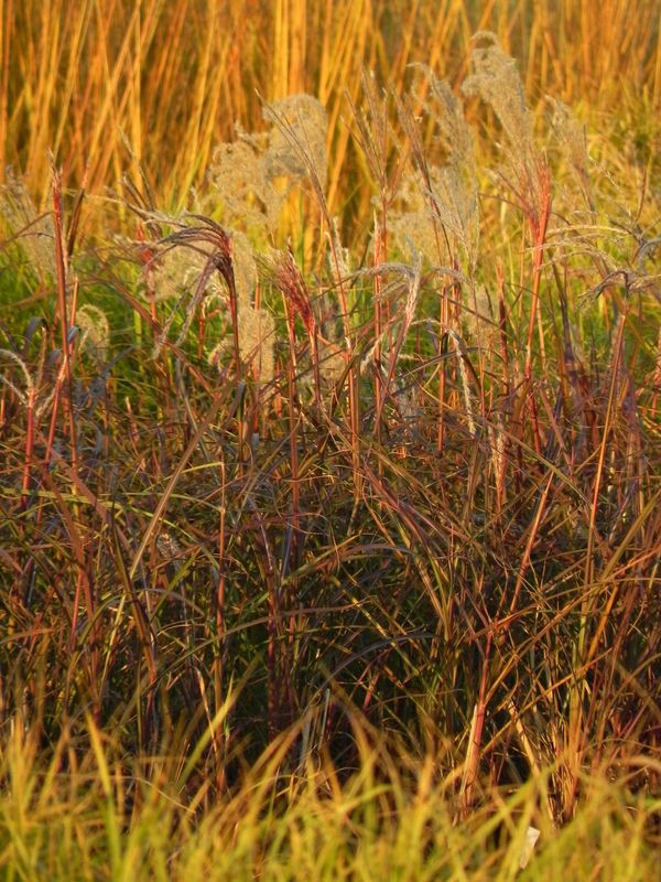 Miscanthus sinensis ‘Ferner Osten’