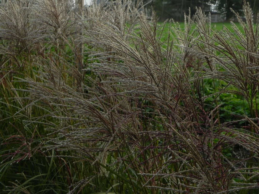 Miscanthus sinensis ‘Ferner Osten’