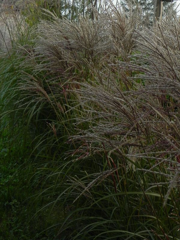 Miscanthus sinensis ‘Ferner Osten’