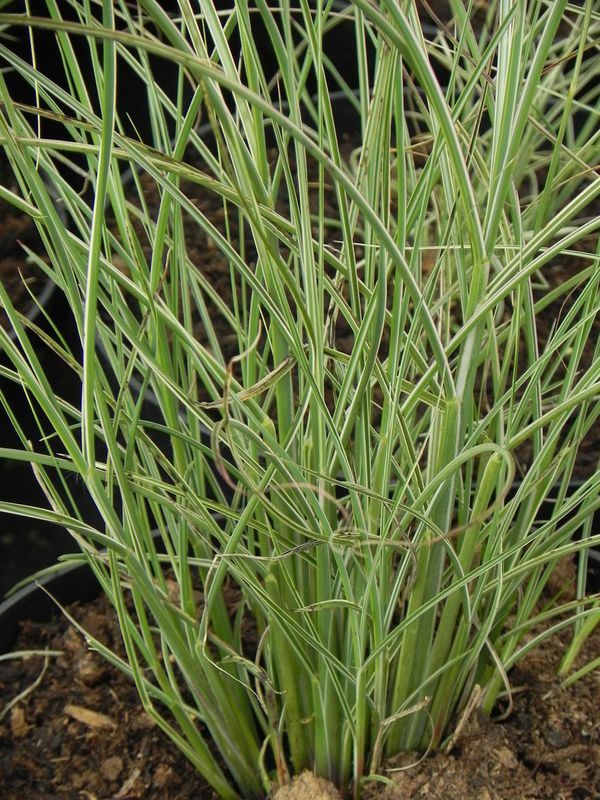 Miscanthus sinensis ‘Morning Light’