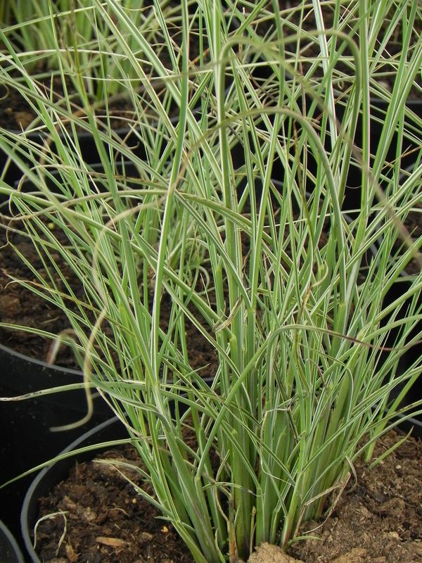 Miscanthus sinensis ‘Morning Light’