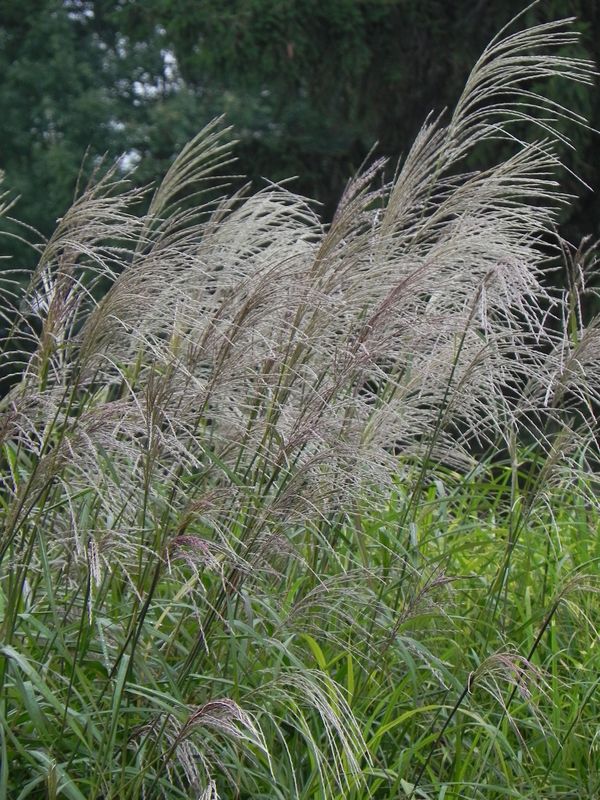 Miscanthus sinensis ‘Silberfeder’
