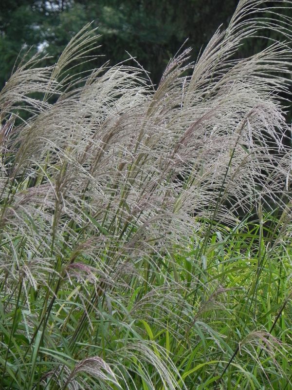 Miscanthus sinensis ‘Silberfeder’