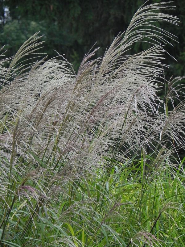Miscanthus sinensis ‘Silberfeder’