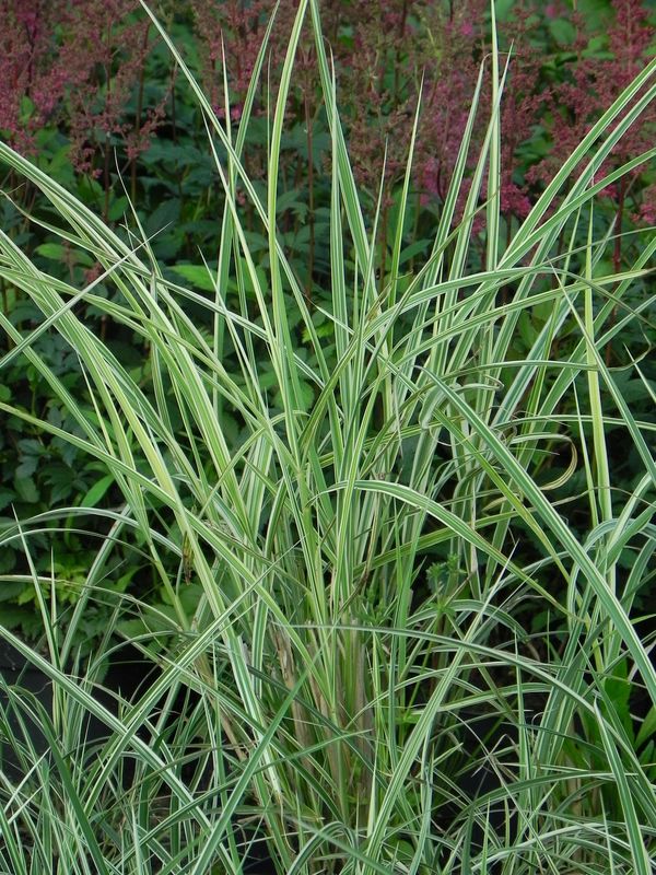 Miscanthus sinensis ‘Variegatus’