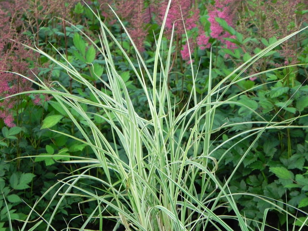 Miscanthus sinensis ‘Variegatus’