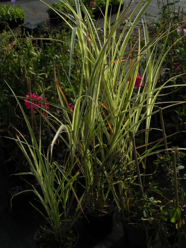 Miscanthus sinensis ‘Variegatus’