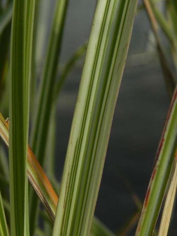 Miscanthus sinensis ‘Variegatus’
