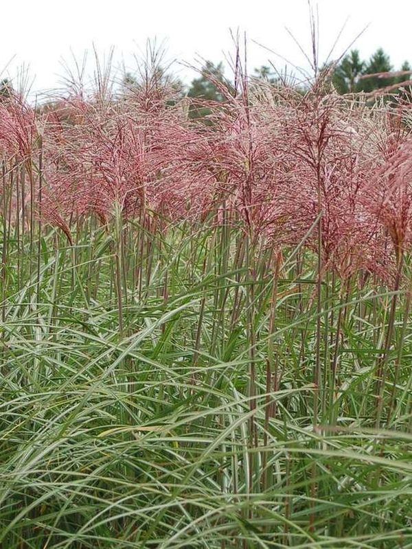 Miscanthus sinensis ‘Malepartus’