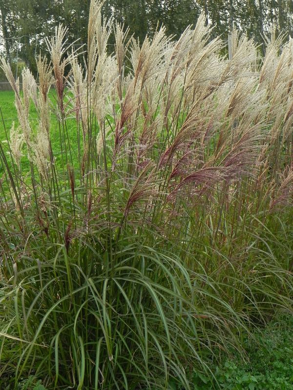Miscanthus sinensis ‘Dronning Ingrid’
