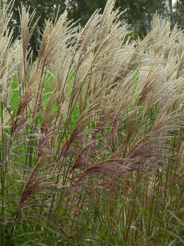 Miscanthus sinensis ‘Dronning Ingrid’