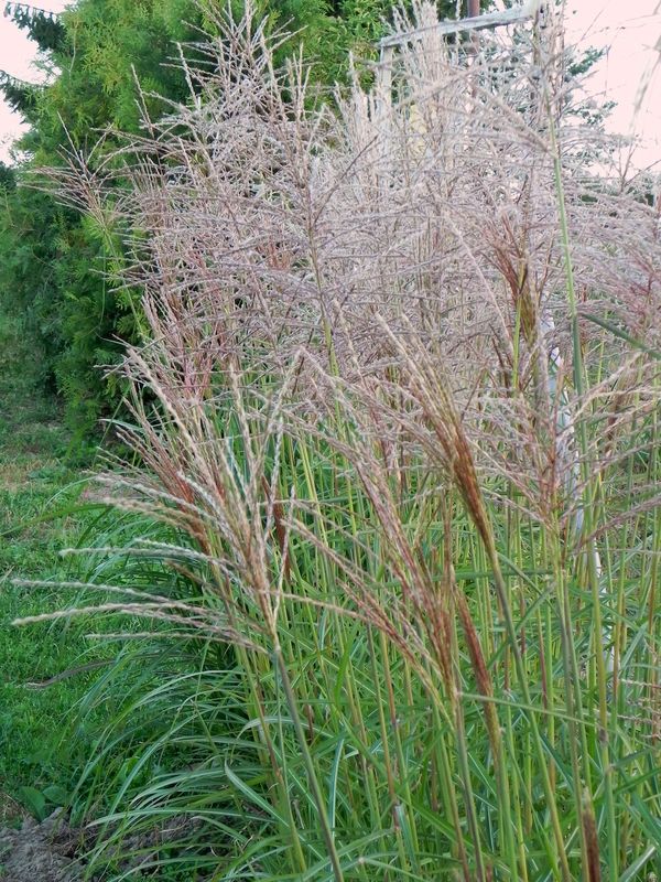 Miscanthus sinensis ‘Dronning Ingrid’