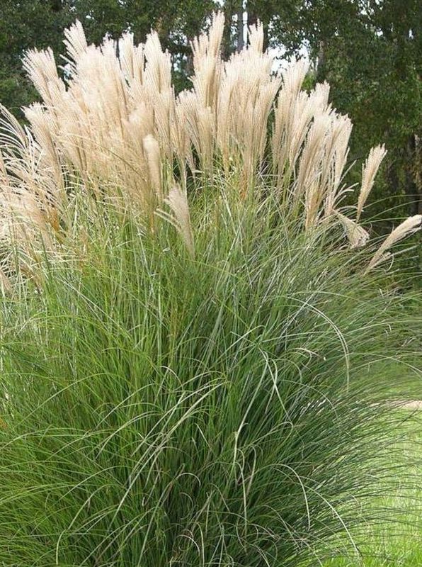 Miscanthus sinensis ‘Gracillimus’