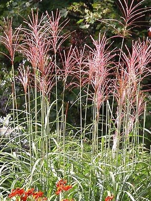 Miscanthus sinensis ‘Rotfeder’