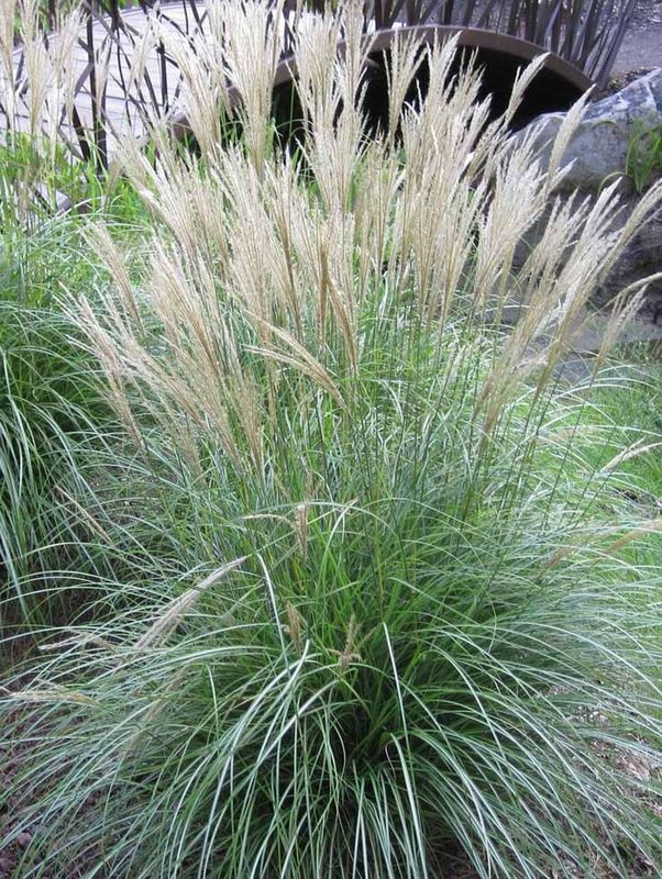 Miscanthus sinensis ‘Adagio’