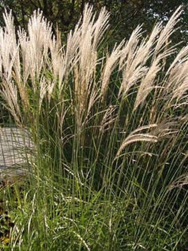 Miscanthus sinensis ‘Yaku Jhima’