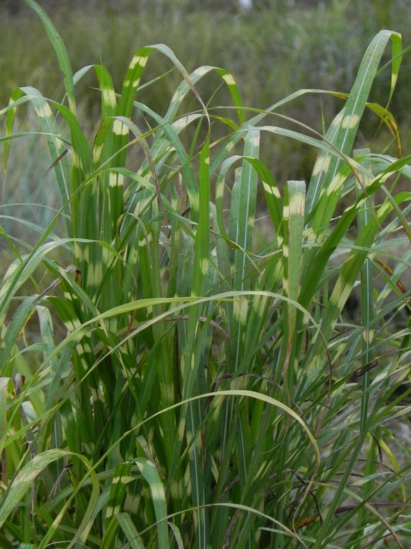Miscanthus sinensis ‘Giraffe’