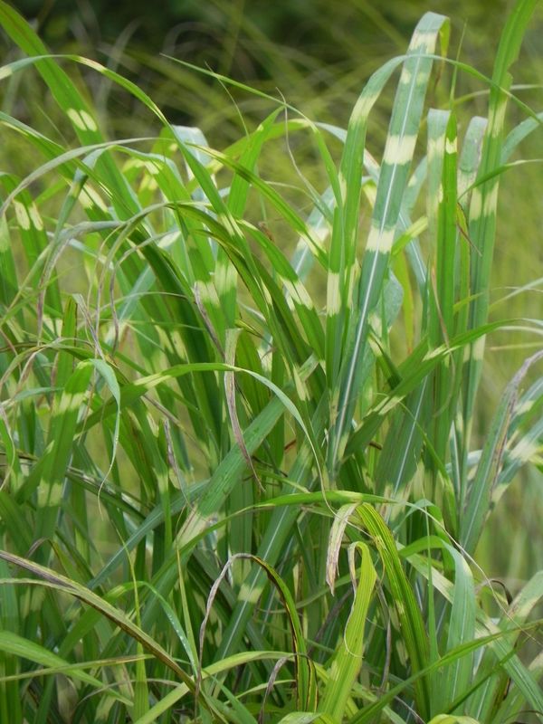 Miscanthus sinensis ‘Giraffe’