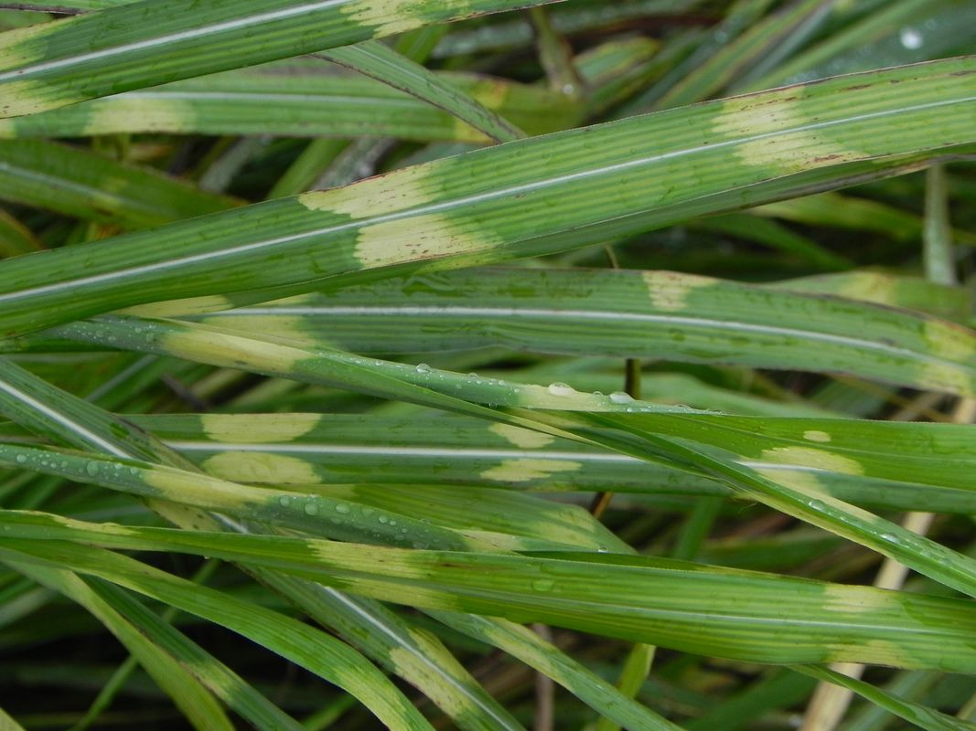 Miscanthus sinensis ‘Giraffe’