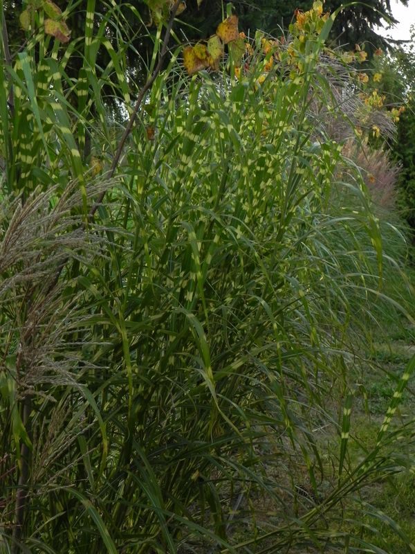 Miscanthus sinensis ‘Giraffe’