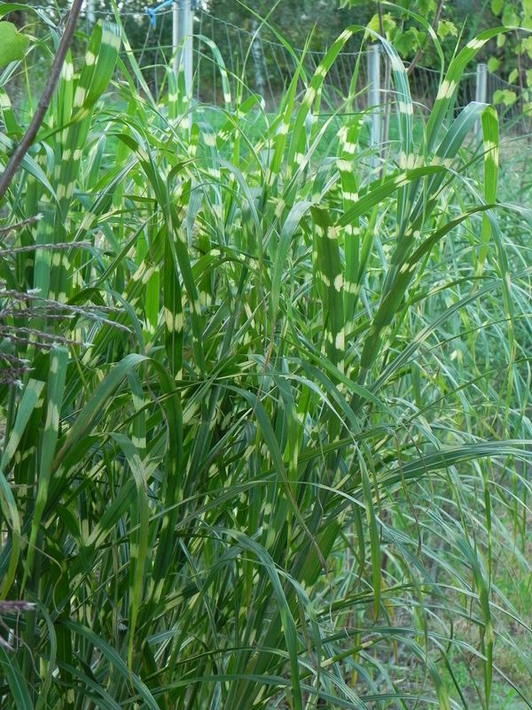 Miscanthus sinensis ‘Giraffe’