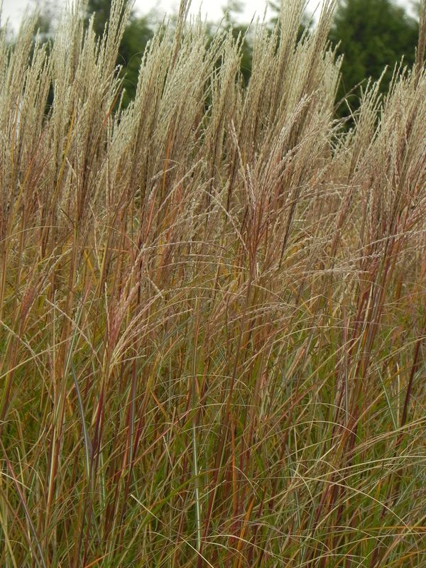 Miscanthus sinensis ‘Krater’