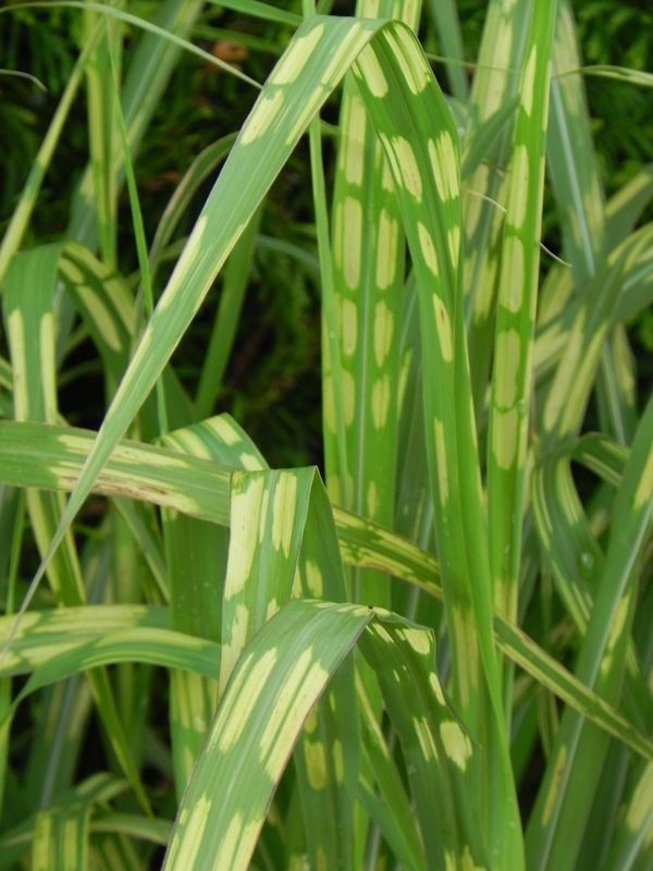 Miscanthus sinensis ‘Aligator’