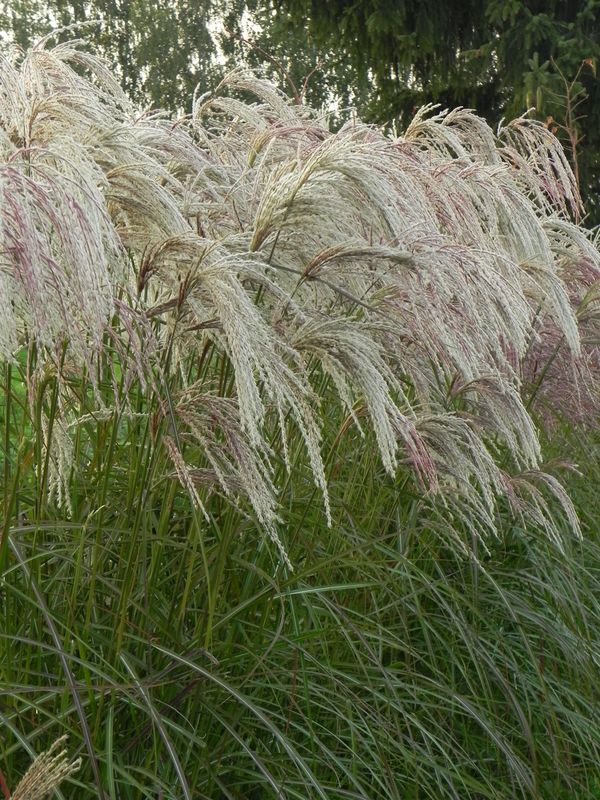 Miscanthus sinensis ‘Kaskade’