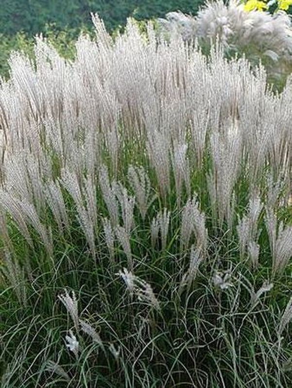 Miscanthus sinensis ‘Silberspine’