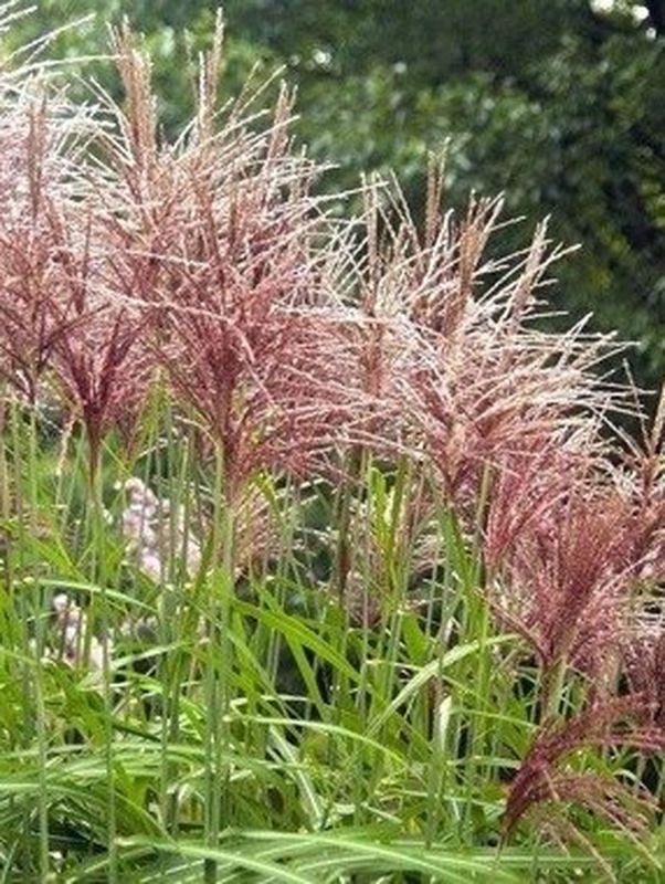 Miscanthus sinensis ‘Flamingo’