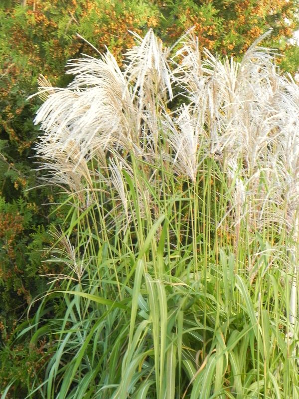 Miscanthus sinensis ‘Memory’
