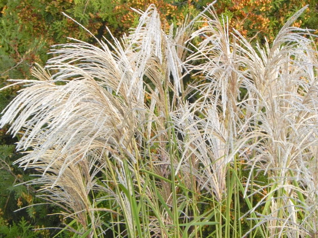 Miscanthus sinensis ‘Memory’