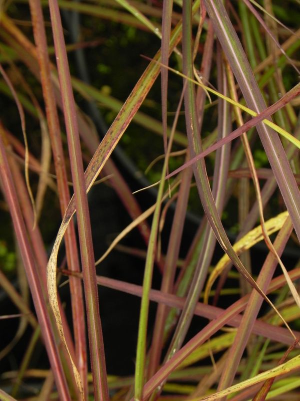 Miscanthus sinensis ‘Sioux’